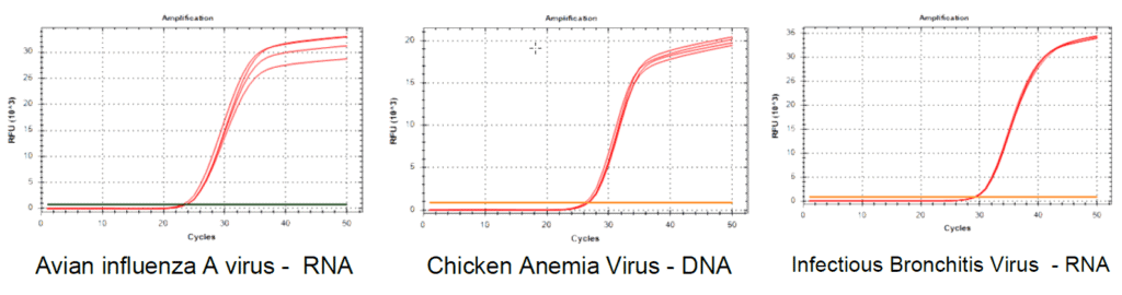 PCR and RT-PCR assays: Avian influenza A virus versus Chicken Anemia virus versus Infectious Bronchitis Virus