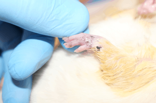 NovochizolTM-formulated Botulinum toxin extends the anti-perspiration activity