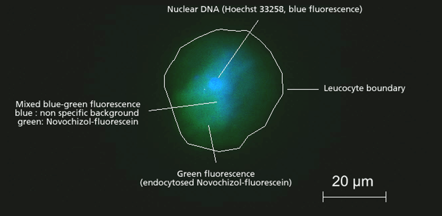 Novochizol™ is endocytosed by leukocytes