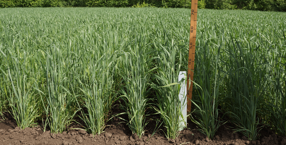 growth elicitor, spring wheat